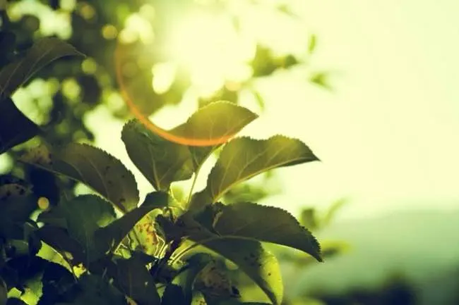 Auto-generated description: Sunlight filters through green leaves, creating a warm, serene atmosphere.