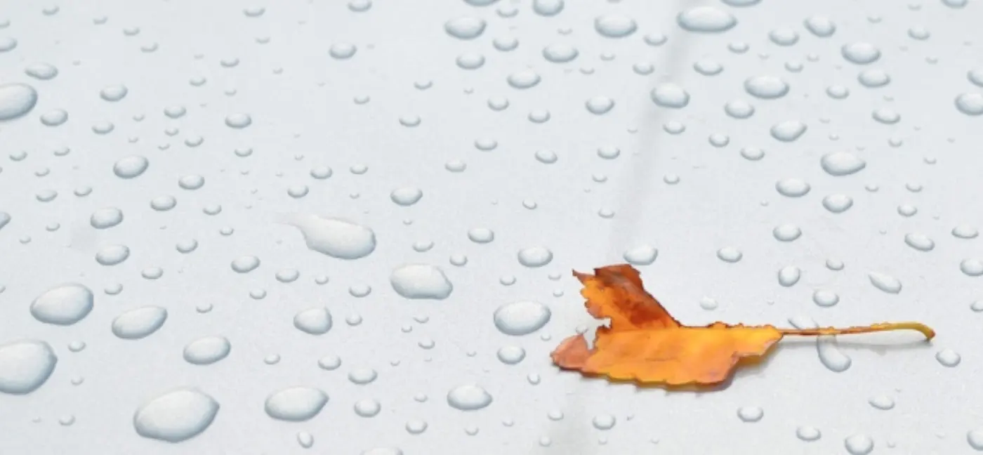 Leaf with water droplets