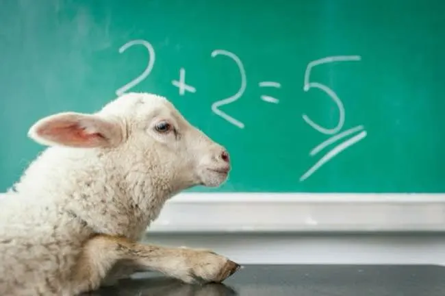 White sheep in front of blackboard reading '2+2=5'
