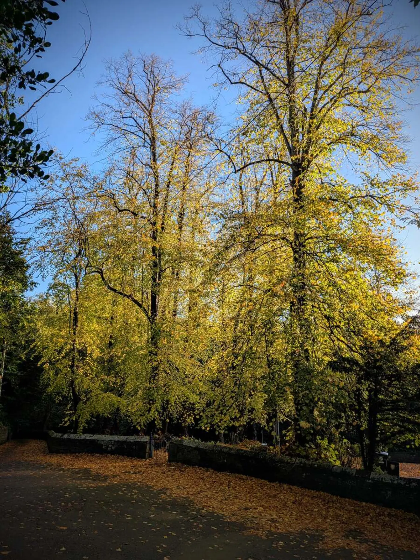 Autumnal trees in Morpeth, England