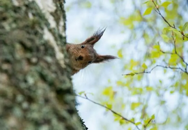 Auto-generated description: A squirrel curiously peeks out from behind a tree trunk surrounded by green leaves.