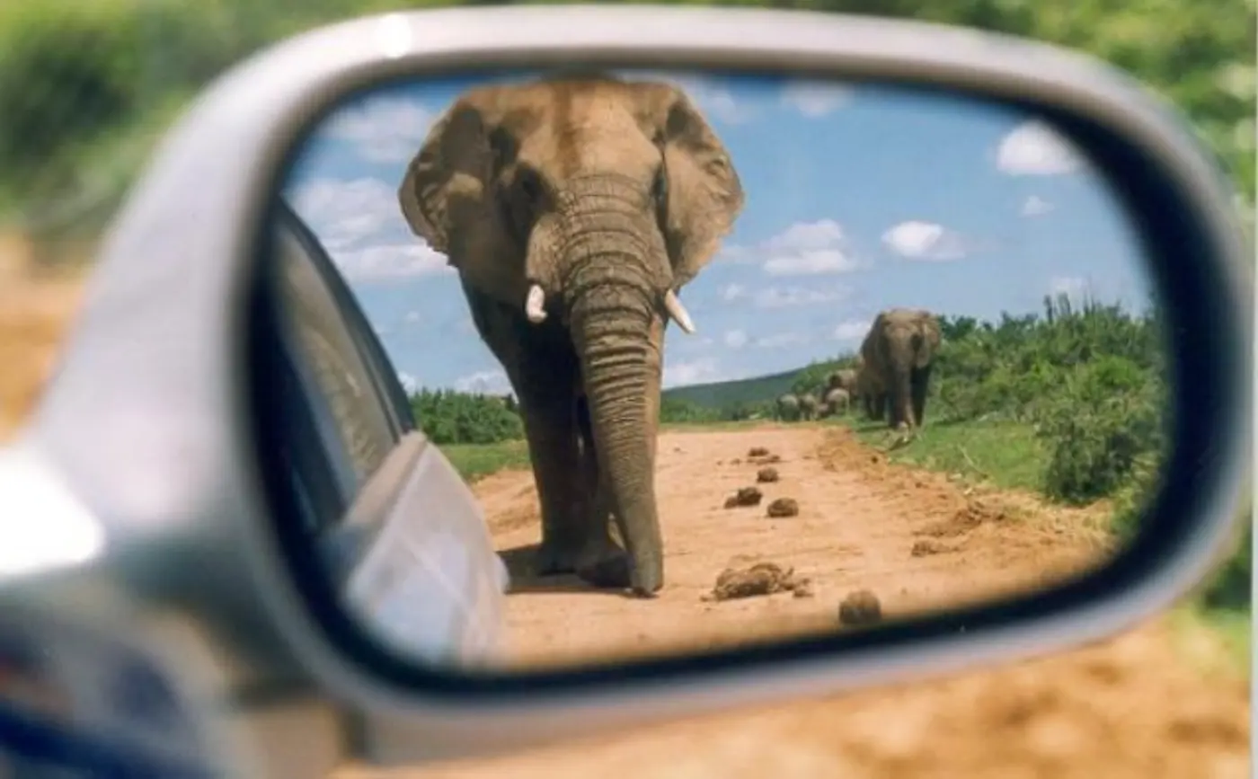 Elephant in the rearview mirror