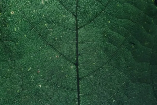 Close up macro photo of a leaf
