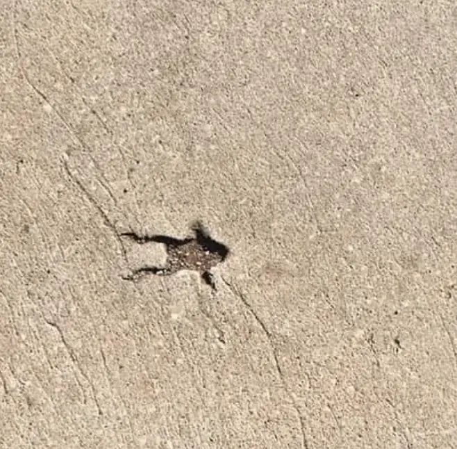 The shape of a frog is formed by indentation in concrete