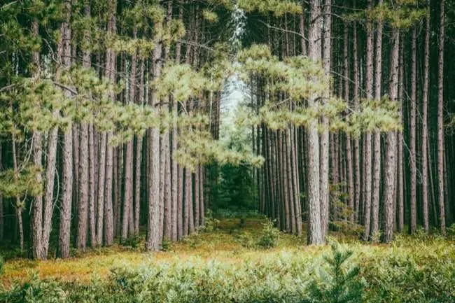Auto-generated description: A pathway leads through a dense forest of tall, evenly spaced pine trees with green foliage.