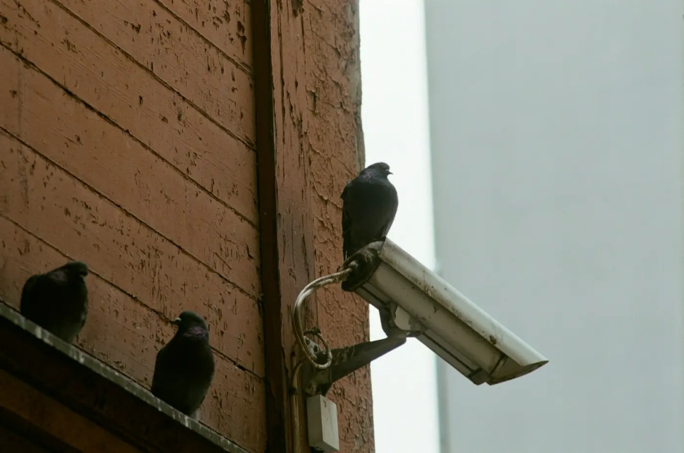 Auto-generated description: Three pigeons are perched on a building, with one sitting on a security camera.