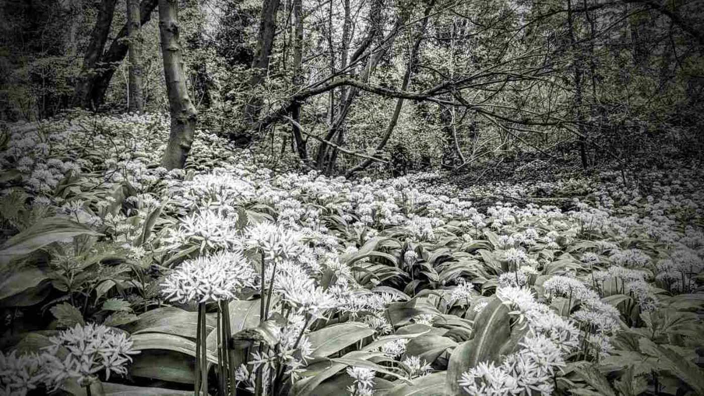 Wild garlic growing in Carlisle Park, Morpeth