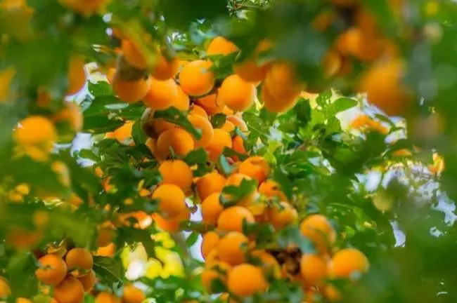 Oranges growing on a tree