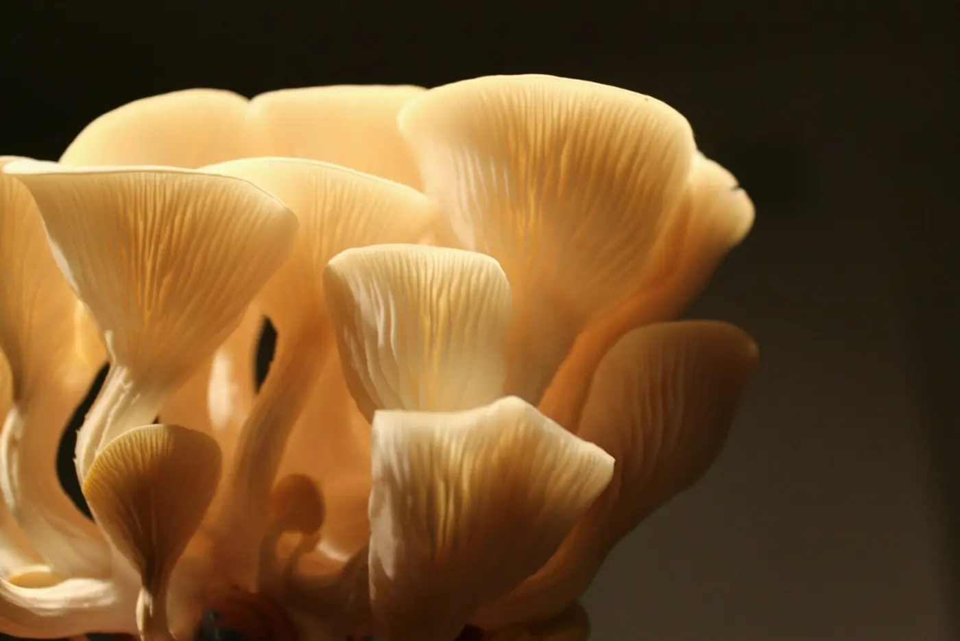 Golden gourmet oyster Mushrooms grown in an urban environment