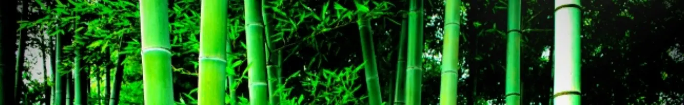 lucky spiral bamboo