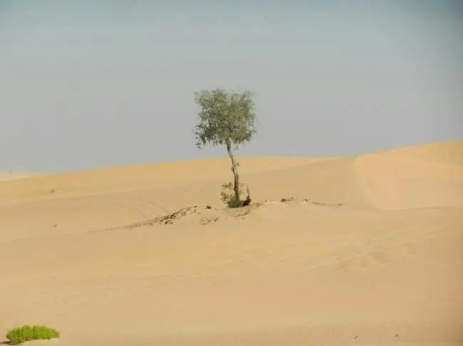 Auto-generated description: A lone tree stands amidst vast, rolling sand dunes under a clear sky.