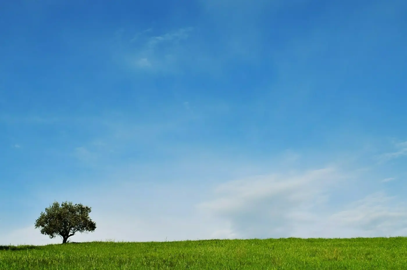 A tree from a distance along with grass and lots of blue sky
