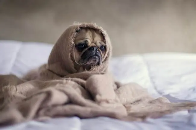 Auto-generated description: A pug is wrapped snugly in a beige blanket, sitting on a bed.