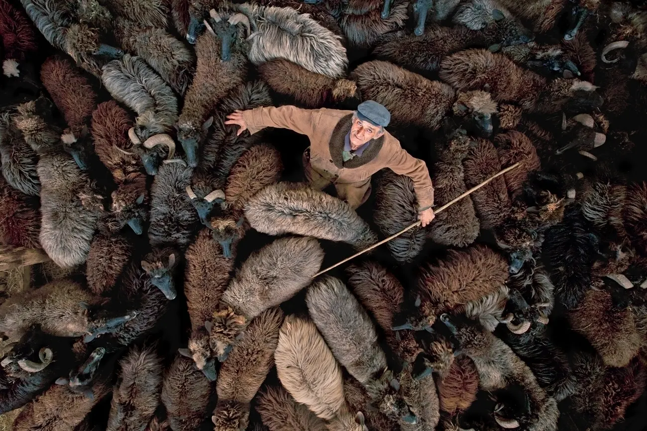 A shepherd surrounded by a densely packed flock of multi-colored sheep, viewed from above, as he uses a long staff to manage them.