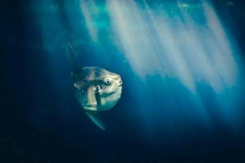 Fish in the sea