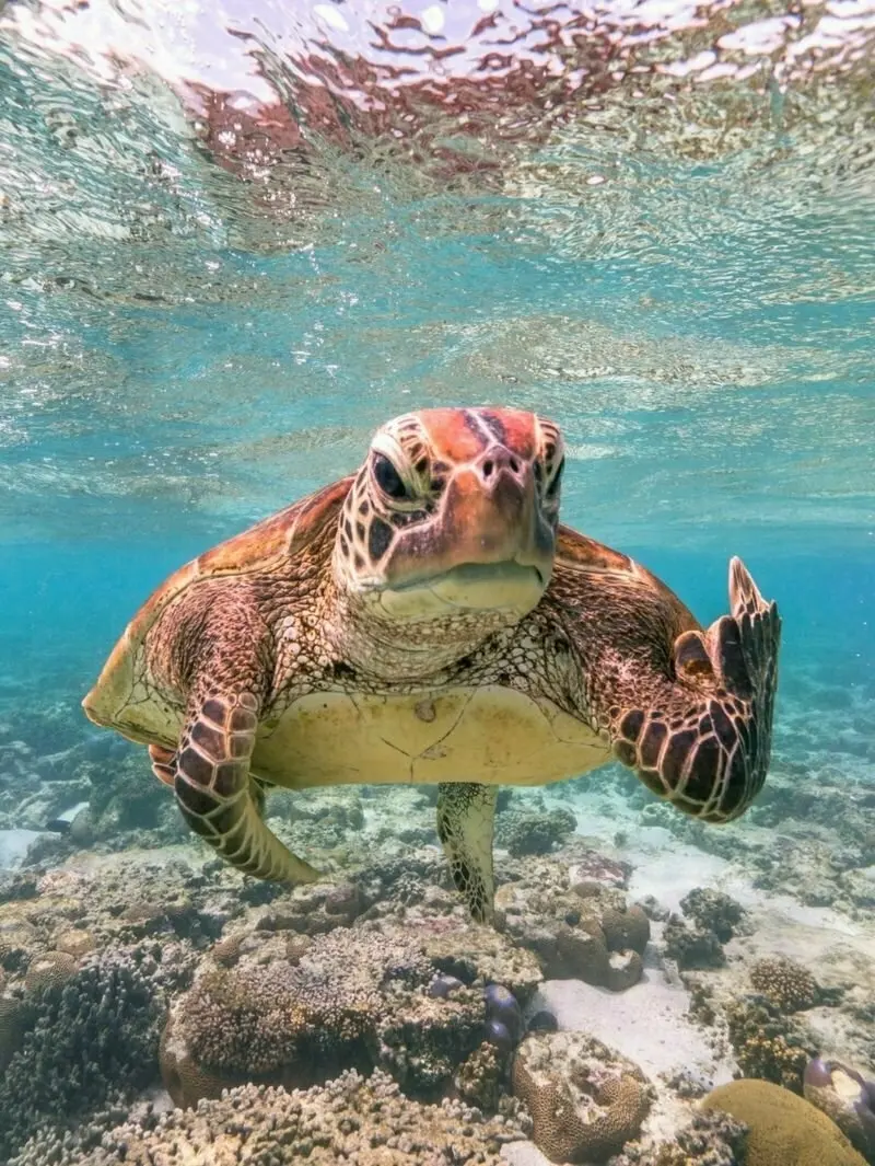 Photograph of turtle that looks like it's giving the middle finger