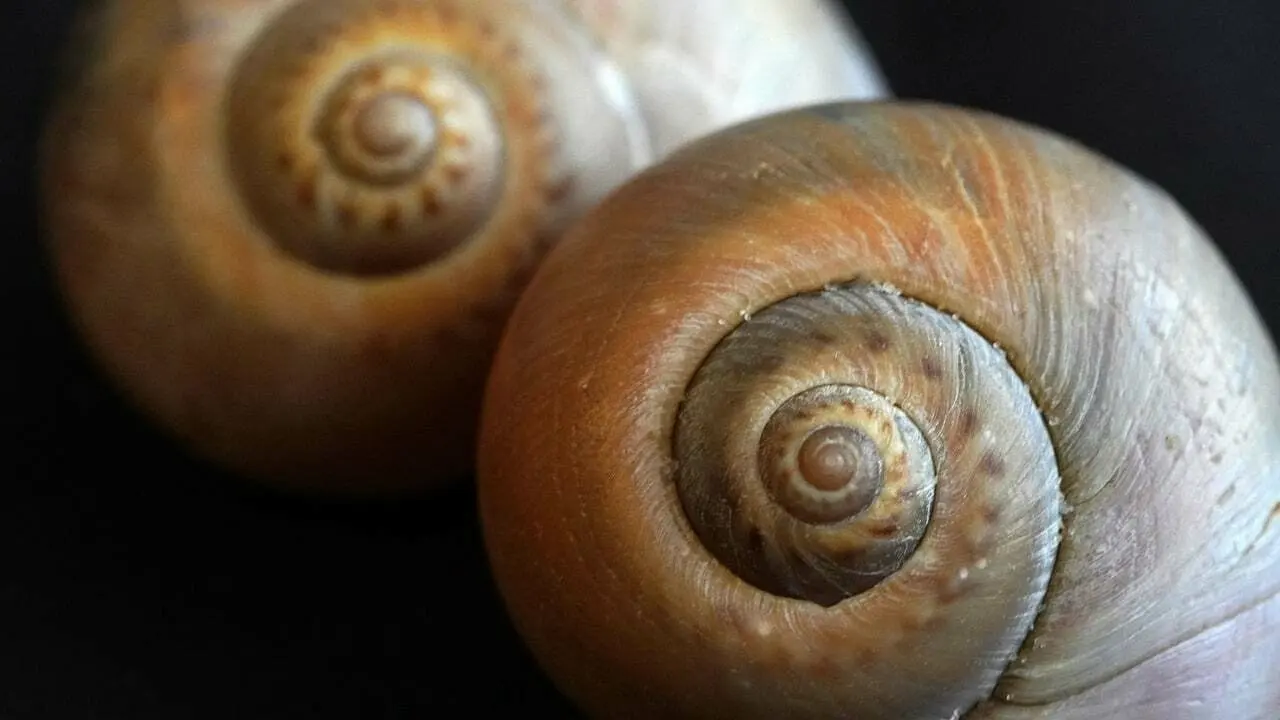 Snail shells