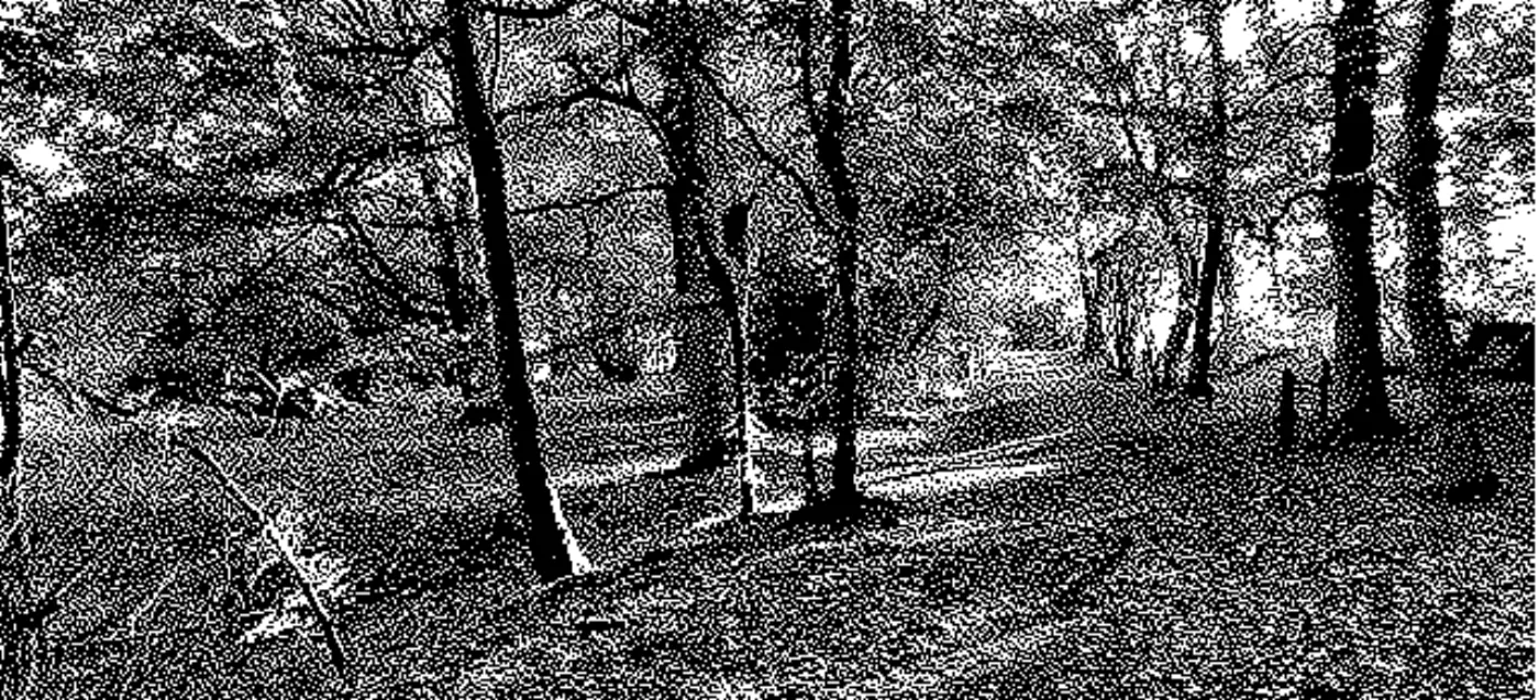 Bluebell Wood, Morpeth, Northumberland