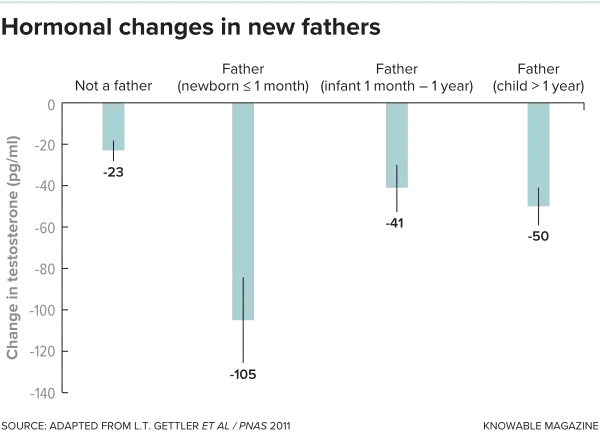 Diagram showing testosterone levels reducing as children are born
