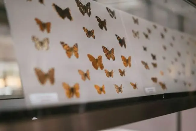 Auto-generated description: Various butterfly specimens are displayed in a glass case.
