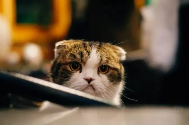 Auto-generated description: A cat with folded ears and a serious expression is looking towards the camera amidst a softly blurred background.