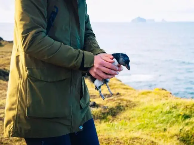 Puffling being held by human