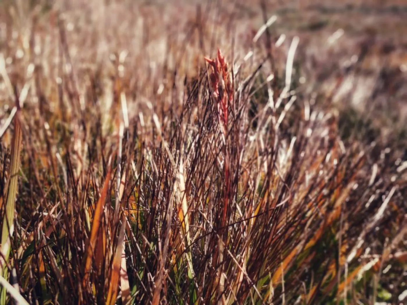 Vegetation