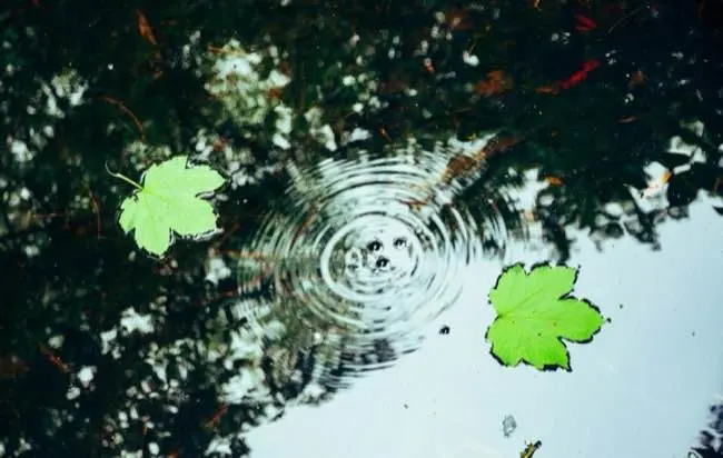 Two green leaves float on water with ripples, surrounded by reflections of trees.
