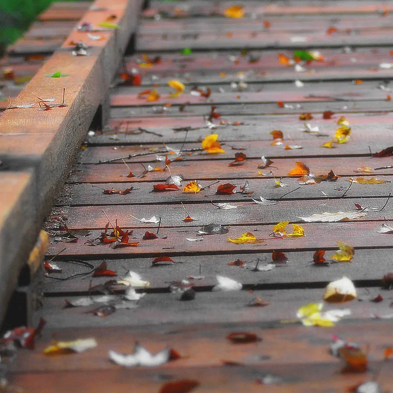 "Scattered Thoughts, Like Scattered Leaves:-)" by mysza831 is licensed under CC BY 2.0