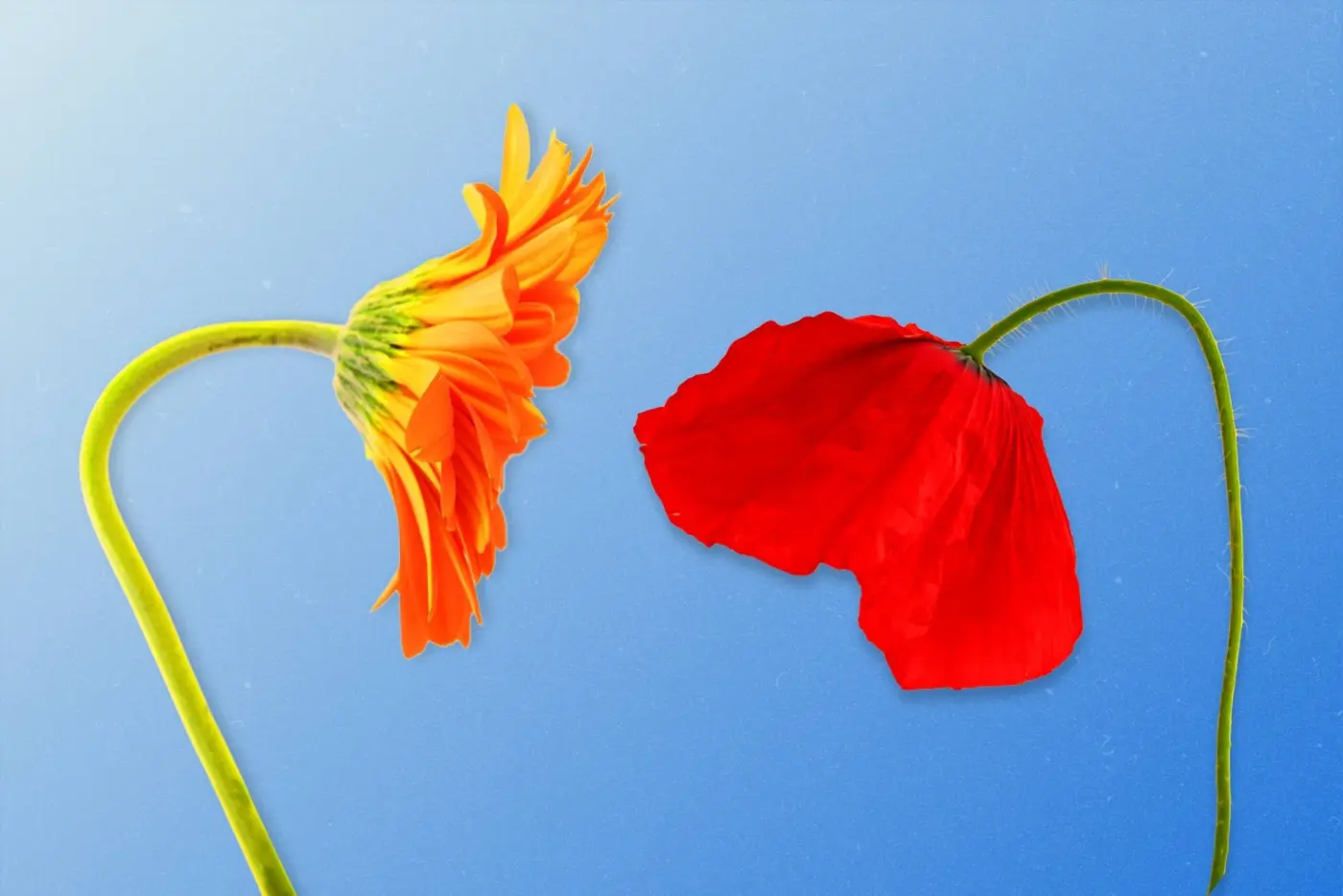 Flowers with more or less drooping heads