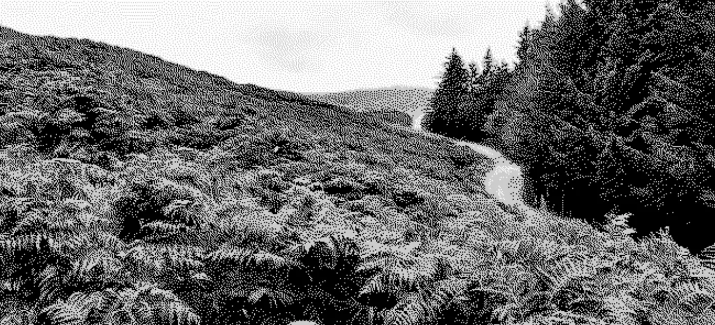 Trees, bracken, path