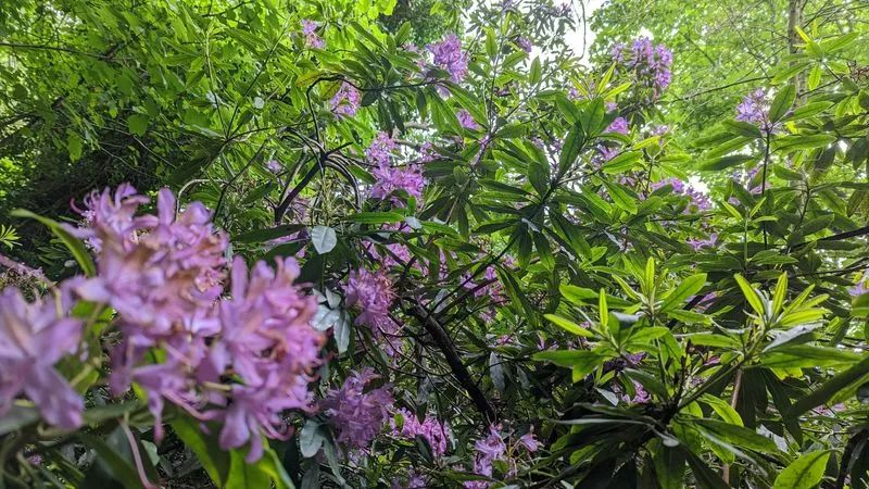 Rhododendron near our house
