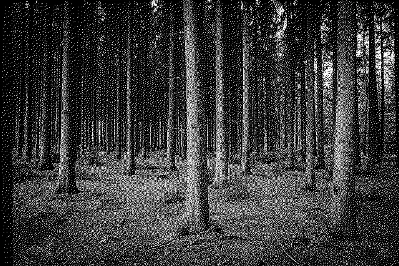 Trees in a forest