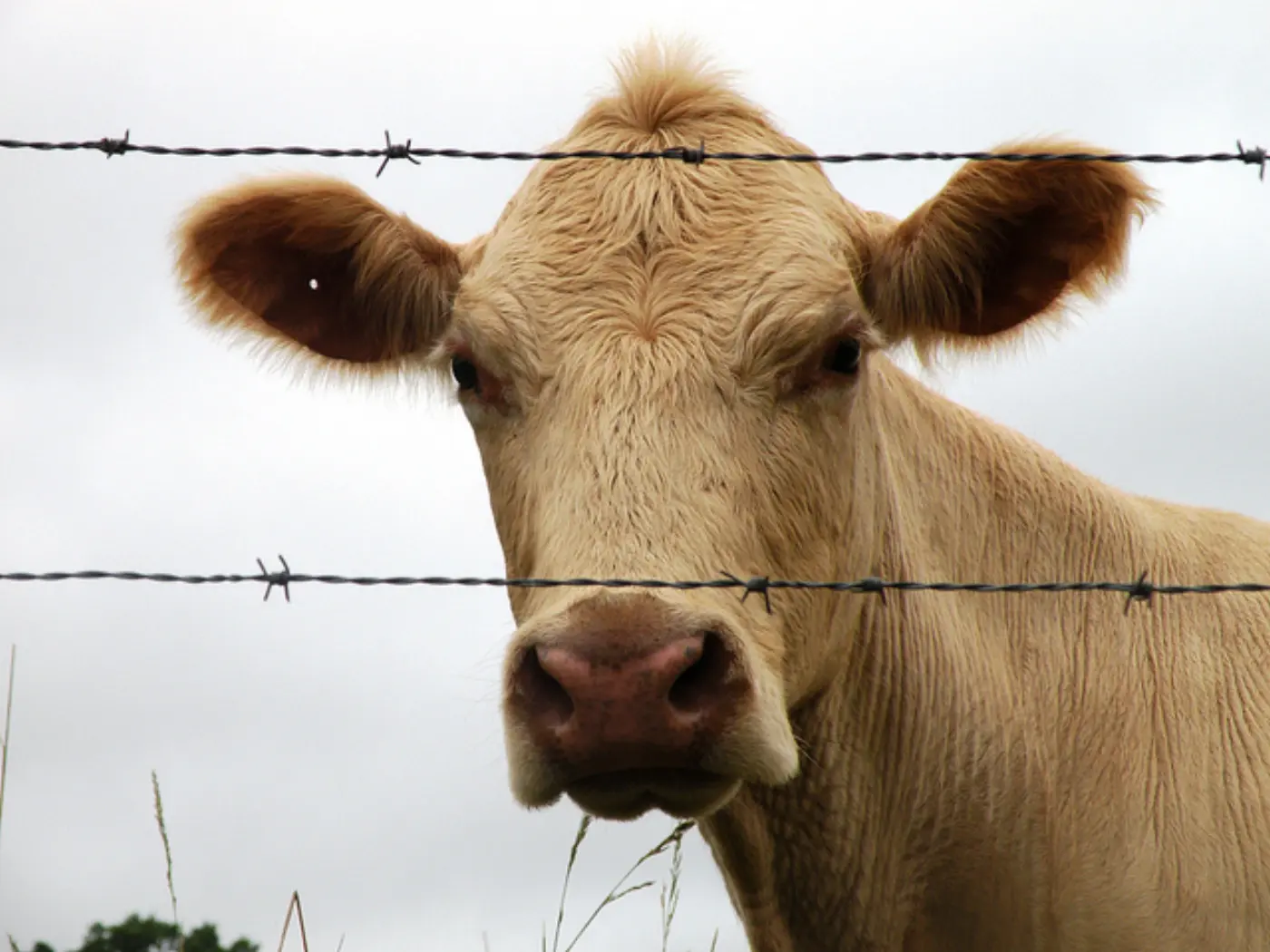 The Sullen Cow